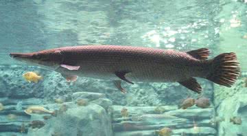 Um peixe-jacaré no zoológico de Cincinnati, EUA - Greg Hume via Wikimedia Commons