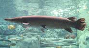 Um peixe-jacaré no zoológico de Cincinnati, EUA - Greg Hume via Wikimedia Commons
