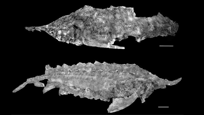 Imagem de dois espécimes analisados pelos cientistas - Divulgação/ Eric J. Hilton e Lance Grande