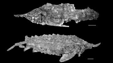 Imagem de dois espécimes analisados pelos cientistas - Divulgação/ Eric J. Hilton e Lance Grande