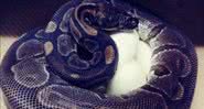 A cobra que chamou atenção nas redes sociais - Divulgação/Zoológico de Saint Louis