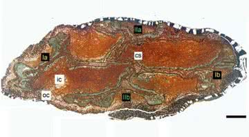 Células preservadas da Keraphyton mawsoniae - Divulgação
