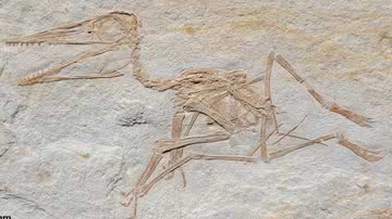 Fóssil de pterossauro mais antigo já encontrado, descoberto recentemente na Alemanha - Reprodução/Augustin et al