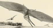 Ilustração de pterossauro da espécie Ornithostoma - Domínio público