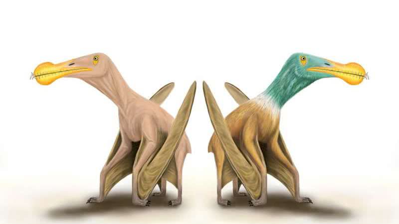 Desenho de pterossauro com e sem penas - Divulgação/ Universidade de Portsmouth
