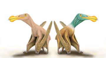 Desenho de pterossauro com e sem penas - Divulgação/ Universidade de Portsmouth