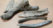 Fotografia dos restos de mamute encontrados - Divulgação/Gazprom Neft Yamal
