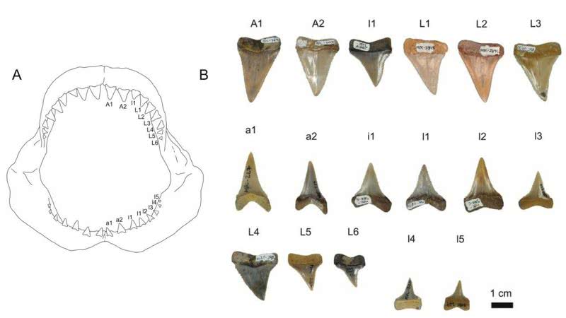 Gráfico reunindo os dentes encontrados e sua representação na arcada do animal - Jaime Villafaña / Jürgen Kriwet
