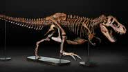 Esqueleto de Barbara, a T.rex grávida - Divulgação/Museu Memorial da Guerra de Auckland