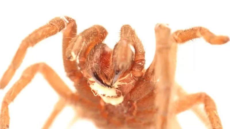Uma tarântula infectada com o verme parasita