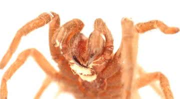 Uma tarântula infectada com o verme parasita - Divulgação/Adler Dillman/Universidade da Califórnia (UCR)