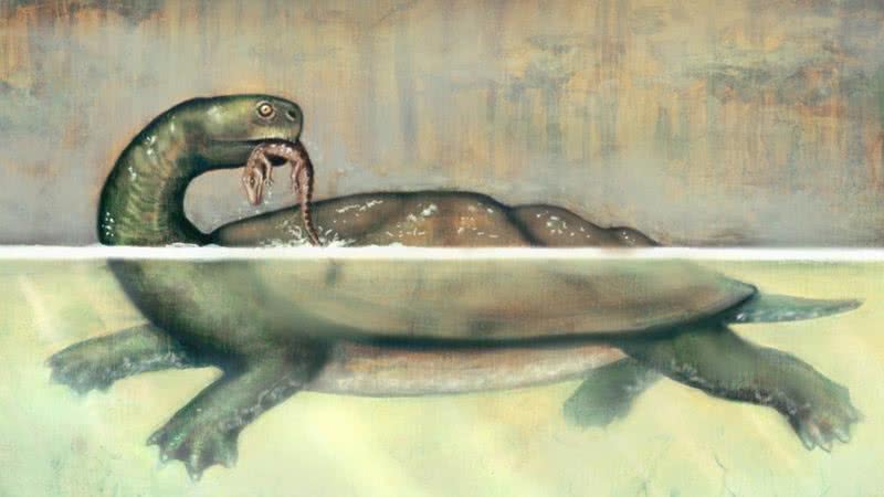 Ilustração da tartaruga da espécie Carbonemys cofrinii