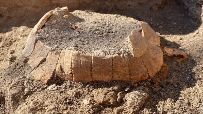 Restos de tartaruga descobertos em Pompeia - Divulgação/Parco Arqueológico Pompeia