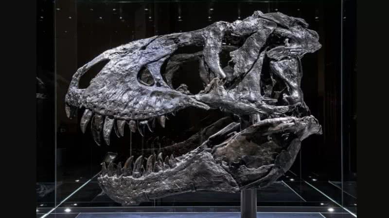 Fóssil do tiranossauro rex Tristan Otto