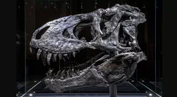 Fóssil do tiranossauro rex Tristan Otto - Divulgação/RSNA and Charlie Hamm, M.D.