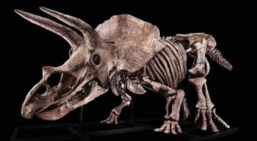 O fóssil do Triceratops conhecido como 'Big John' - Divulgação/Binoche et Giquello