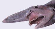 Foto próxima da cabeça de um tubarão-duende - Wikimedia Commons / Museums Victoria