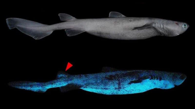Tubarões 'brilhantes' fotografados pela primeira vez - Divulgação/Frontiers in Marine Science
