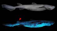 Tubarões 'brilhantes' fotografados pela primeira vez - Divulgação/Frontiers in Marine Science