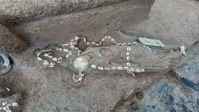 Fotografia de um dos fósseis encontrados na China