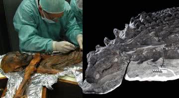 Análise no corpo de Ötzi e parte de dinossauro encontrada - Divulgação/South Tyrol Archeology Museum - Divulgação/Science Direct/Caleb M. Brown