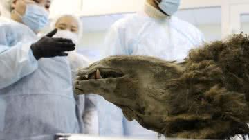 A cabeça do urso mumificado que confundiu cientistas - Dilvugação/Universidade Federal do Nordeste da Rússia