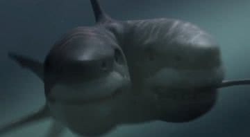 Imagem ilustrativa do filme Ataque do Tubarão Mutante - Divulgação