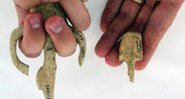As pequenas armas, chamadas de atlatls, encontradas no Oregon - Divulgação/Robert Losey
