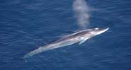 Exemplar de baleia-comum - Wikimedia Commons