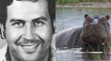 Fotografia de Pablo Escobar e hipopótamo - Divulgação