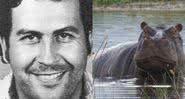 Pablo Escobar e hipopótamo - Divulgação