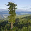 Maior árvore do mundo, Hyperion, localizada no Parque Nacional de Redwood, na Califórnia. - Imagem retirada de SoS Curiosidades