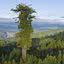 Maior árvore do mundo, Hyperion, localizada no Parque Nacional de Redwood, na Califórnia.