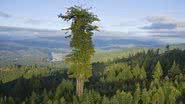 Maior árvore do mundo, Hyperion, localizada no Parque Nacional de Redwood, na Califórnia. - Imagem retirada de SoS Curiosidades