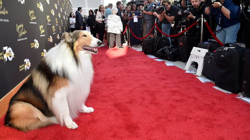 Lassie no tapete vermelho, cercado por fotógrafos - Getty Images