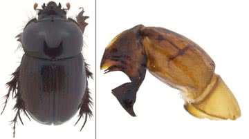 Fotografias mostrando o besouro e sua genitália - Divulgação/ Jhon César Neita