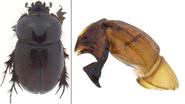 Fotografias mostrando o besouro e sua genitália - Divulgação/ Jhon César Neita