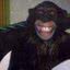 Travis, o chimpanzé - Divulgação/ Youtube