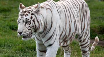 Imagem ilustrativa de um tigre branco - Wikimedia Commons