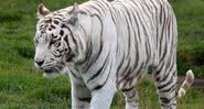 Imagem ilustrativa de um tigre branco - Wikimedia Commons