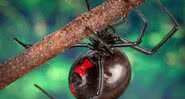 Imagem de uma aranha viúva negra - Divulgação