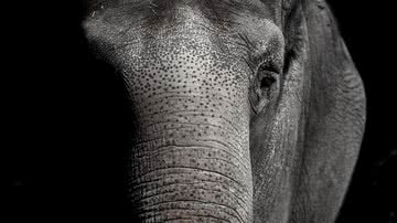 Imagem meramente ilustrativa de um elefante - Pixabay