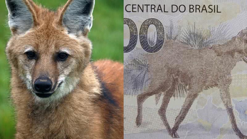 O animal na vida real (à esqu.) a cédula (à dir.) - Pixabay - Divulgação/Banco Central