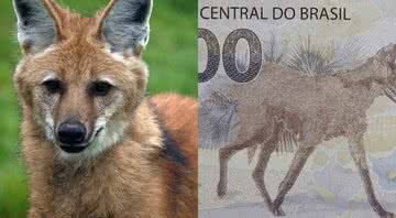 O animal na vida real (à esqu.) a cédula (à dir.) - Pixabay - Divulgação/Banco Central
