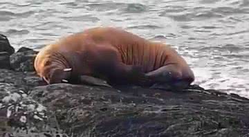 Morsa deitada sobre rocha em praia irlandesa - Divulgação/Seán Mac An Tsíthigh/Twitter