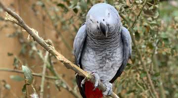 Um dos papagaios envolvidos na confusão - Divulgação - Steve Nichols/FACEBOOK/Lincolnshire Wildlife Park