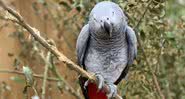 Um dos papagaios envolvidos na confusão - Divulgação - Steve Nichols/FACEBOOK/Lincolnshire Wildlife Park