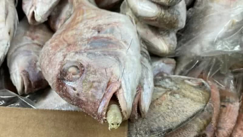 Peixe com parasita no lugar da língua - Divulgação/Suffolk Coastal Port Health Authority (SCPHA)
