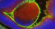 Embrião de rato com células humanas visto na microscopia - Divulgação/ Universidade Estadual de Nova York