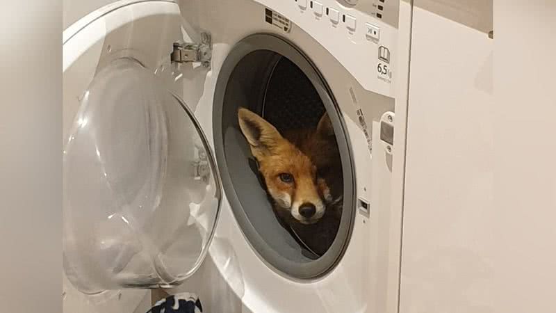 Foto da raposa na máquina de lavar roupa - Divulgação / Twitter / NatashaTP